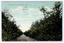 1908 An Orange Grove Farmland Scene In Tulare Co., California CA Posted Postcard picture