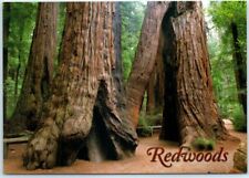 Postcard - Redwoods - Redwood National and State Parks - California picture