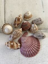 Gorgeous Lot of Seashells Estate Sale picture