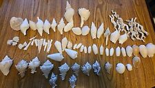 florida fossil shells picture