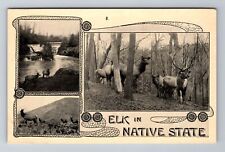 Olympic WA-Washington, Elk in Native State, Antique Vintage Souvenir Postcard picture