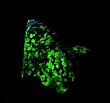 ✨ Daylight Green and Orange Fluorescent Willemite picture