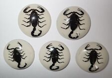 Insect Cabochon Black Scorpion 35 mm Round on White Bottom 100 pieces Lot picture