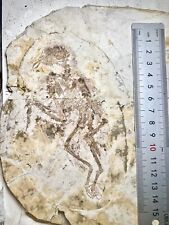 BEYOND RARE FOSSIL BIRD Boluochia zhengi Jehol early Cretaceous Liaoning China picture