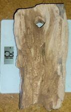    Rare Unknown Petrified Bark Wood Specimen Large 16lb  16in x 7in x 3in picture