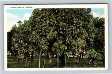 FL-Florida, Scenic Greeting, Mango Tree, Vintage Postcard picture