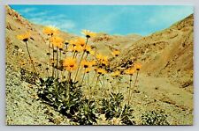Panamint Daisy In Death Valley California Vintage Unposted Postcard picture