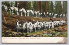 Postcard US Cavarly on a fallen Big Tree California Street picture