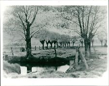 Wilhelm Mohnke (the pond) - Vintage Photograph 1286338 picture