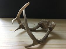 Vintage Pair of Raw Reindeer Antlers Skull Horns Roe Deer for Wall Home Decor picture