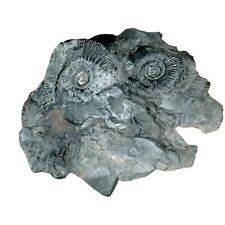1324g Black Ammonite Druse Colony Matrix Exceptional Specimen Monterrey Mexico picture