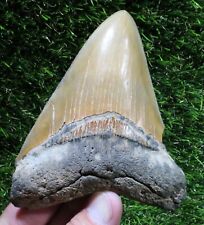 Megalodon Shark Tooth 4.70