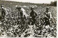 PICKING COTTON IN DIXIE - RPPC Postcard picture
