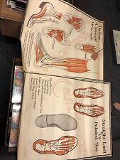 Original 1927 Foot Feet  MUSCULAR Structure ANATOMY CHART Lot Of 2 19” X 22” picture