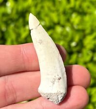 Enchodus Fossil Fish Tooth 2.1” Morocco Cretaceous Dinosaur Age picture