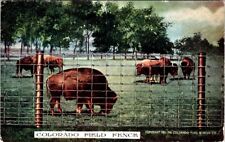 1911, BUFFALO, Colorado Field Fence, Colorado Fuel & Iron Advertising Postcard picture