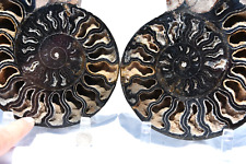 Large Black Ammonite PAIR 110myo Fossil Deep Crystals XXXL 7.8