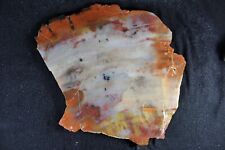 PJ:  Arizona Petrified Wood Slab - 1 LB, 10 Ozs - Colors and Agatized  picture