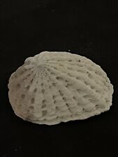RARE Fossilized LIMPET Shell From Central Florida. picture