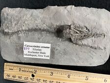 Crinoid Relation, Big Fat Head Fossil Cystoid, Middleport, NY picture