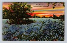 TX-Texas, Blue Bonnets, State Flower, Antique, Vintage Souvenir Postcard picture