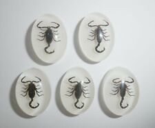 Insect Cabochon Black Scorpion Oval 18x25 mm on White bottom 100 pieces Lot picture