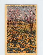 Postcard Golden California Poppies in a Blossoming Cherry Orchard California USA picture