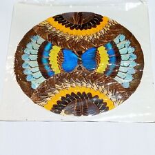 Butterfly Wing Art Handmade Collage Yellow Brown Vintage Taxidermy 17 x 17 B30 picture