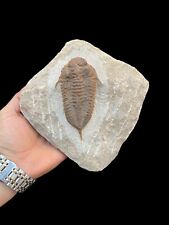 Rare Beauty: Kingaspidoides cf Angustigena Hupé trilobite from Morocco picture