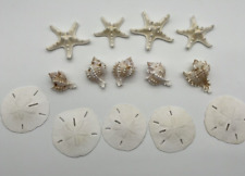 Assorted Starfish, Seashell, Sand Dollar Reproduction Craft Beach Decor picture