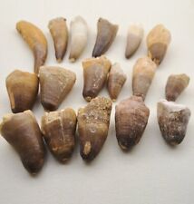 17 PC's Crocodile Teeth Fossil Morocco Crocodile Tooth Fossilized Dinosaurs  picture