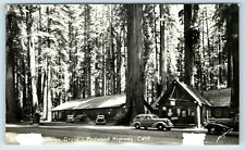 Postcard Richardson Grove, Redwood Highway CA (damaged, trimmed) RPPC B197 picture