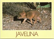 Javelina or Peccary, Wild Pig - 4x6 Modern Chrome Postcard picture