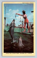 Marineland FL- Florida, Feeding Time At Marine Studios, Antique Vintage Postcard picture