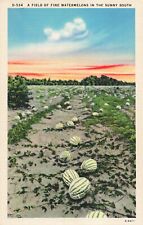A Field of Fine Watermelons in the Sunny South, Vintage Postcard picture