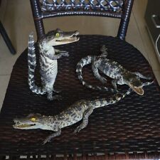 NEW 3pcs combination Small crocodile specimens animal collectibles About 35-40cm picture