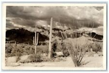 c1930's North View Cacti Santa Catalina Mountains Nevada NV RPPC Photo Postcard picture