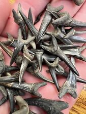 Nice Handful of Goblin Shark Upper Fossils From Mississippi Cretaceous Period picture