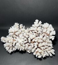 Brownstem Coral 10 Lbs (16”x11”) picture