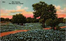 Postcard Blue Bonnets The Texas State Flower [bg] picture