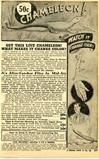 1950 small Print Ad of Live Chameleon watch it change color picture