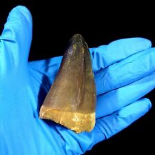 Rare Large Cretaceous Mosasaur Tooth from Morocco  Prognathodon currii picture