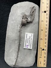 Crinoid Relation, Bye-Bye Fossil Cystoid, NY picture