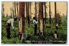1913 Dipping & Scrapping Rosin Gum For Turpentine Still In Florida FL Postcard picture