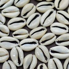 Loose Packed Natural Shells White Kodi/Kauri/Gavvalu - 108 Pieces picture