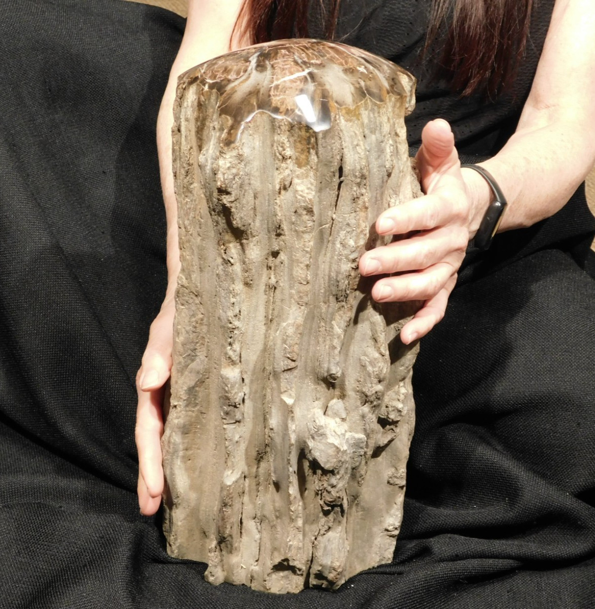 wOw HUGE Dome Polished Petrified WOOD ROLLER Fossil Free Standing Arizona