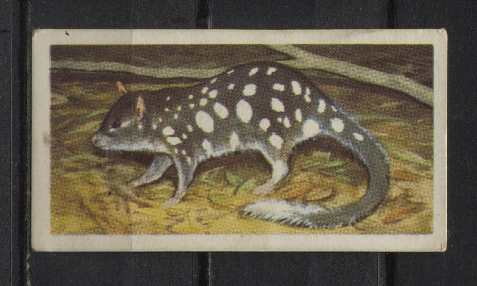 Wildlife Animals Collectable Brooke Bond Tea Cards  - Pick up your Card