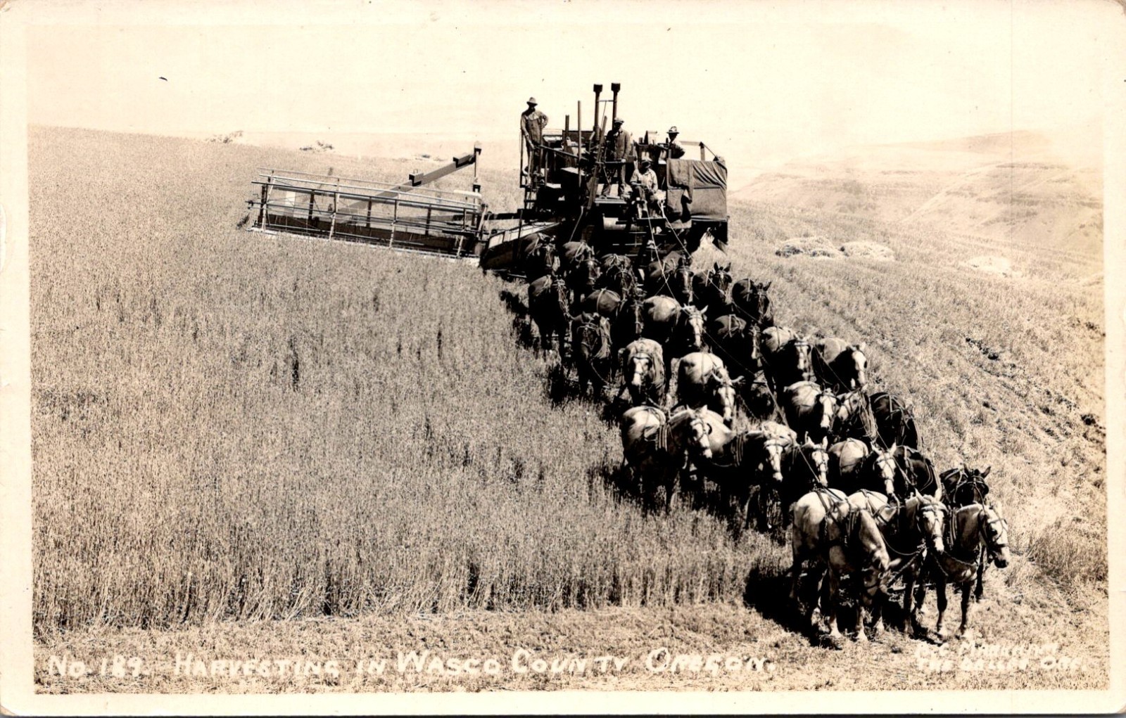 RPPC - Huge Horse Team Harvesting Threshing Wheat Wasco County OR c1920s (B8)