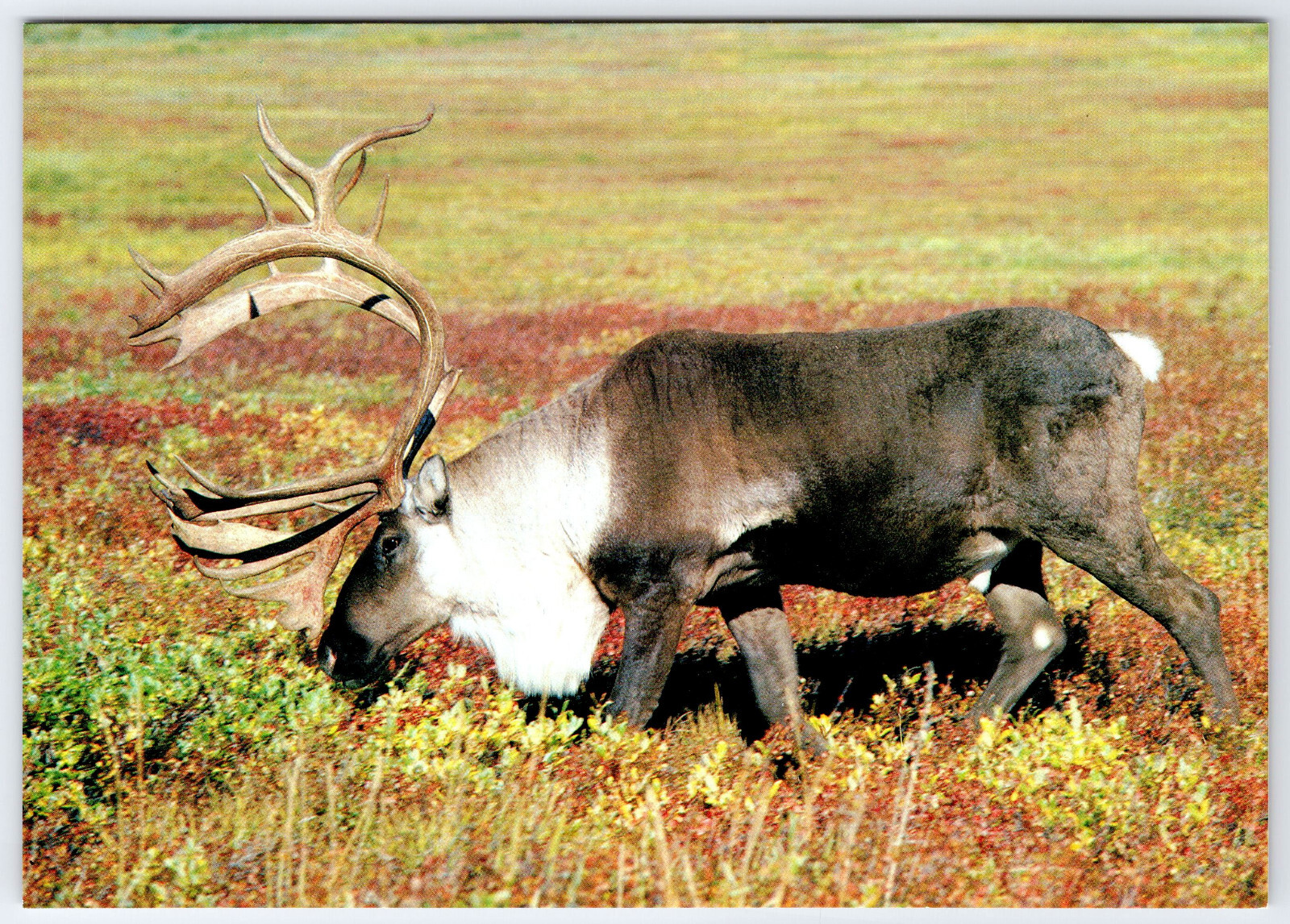 [OS1] Postcard XL size 6.75x4.75. Unused. Caribou