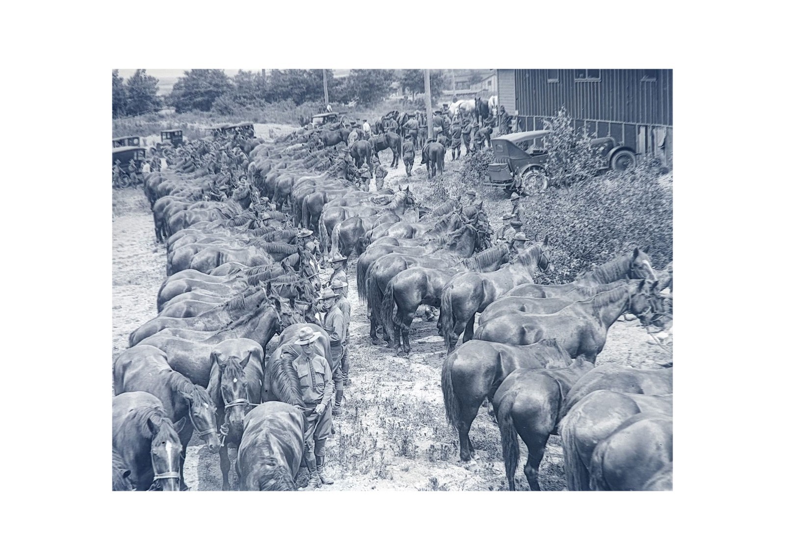1918 WWI Camp Devens MA Cavalry Remount Depot Horses US Army Glass Negative OOAK